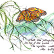 The Caterpillar and the Butterfly